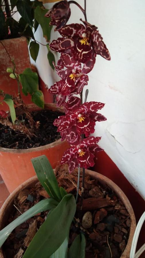 Hospederia Colonial De 莱瓦镇 外观 照片